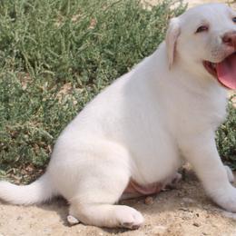 Nevada Dudley Boy - Yellow male Labrador Retriever puppy in Spring Creek, Nevada from Badland Kennel