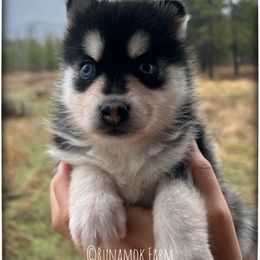 Runamok Midnight Masquerade (aka Masque) - Black and white female Pomsky puppy in St. Maries, Idaho from Runamok Farm