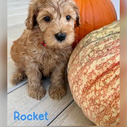 Rocket - Apricot male Australian Labradoodle puppy in Sacramento, California from Delta Breeze Labradoodles