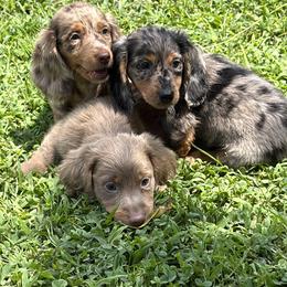 Cockapoo, Dachshund, and Miniature Schnauzer Puppies from LUXEYPUPS