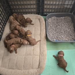Goldendoodle and Labrador Retriever Puppies from Sagebrush Labradors and Doodles