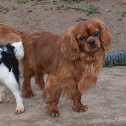 Trump - Cavalier King Charles Spaniel