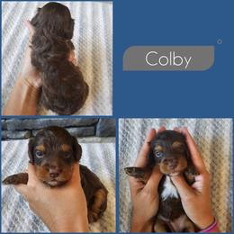 Colby - Brown and tan male Cockapoo puppy in Zanesville, Ohio from Southtown Doodles LLC