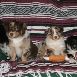 Australian Shepherd Puppies from M3 Sassafrass Ranch