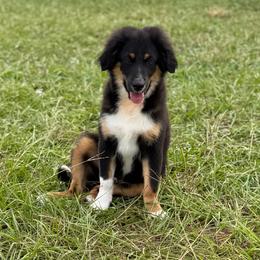 Red - Black tri male Miniature Australian Shepherd puppy in 32046, Florida from River Hill Ranch