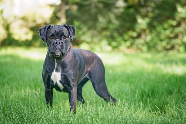 Dark brindle boxer face staring up at the camera
