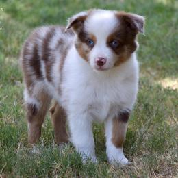 Flash - Red merle male Miniature Australian Shepherd puppy in Evant, Texas from Lazy VT Bar Ranch