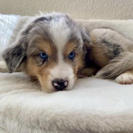 Miniature American Shepherd puppies from Starry-Eyed Mini Aussies with Tails