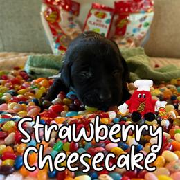Strawberry Cheesecake - Black female Labrador Retriever puppy in Water Valley, Mississippi from Three Lakes Labs & WHDs