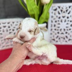 Moose Tracks - Parti male Pyredoodle puppy in Bowling Green, Ohio from FDF Pyredoodles & Bernedoodles