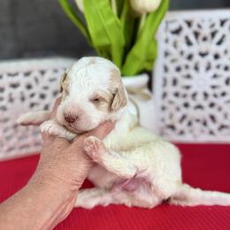 Moose Tracks - Parti male Pyredoodle puppy in Bowling Green, Ohio from FDF Pyredoodles & Bernedoodles