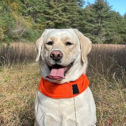 Labrador Retrievers from Emily's Labrador Retrievers