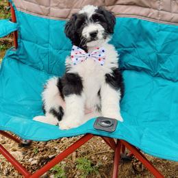 Michael - Black and white male Aussiedoodle puppy in Peyton, Colorado from Colorful Colorado Aussiedoodles