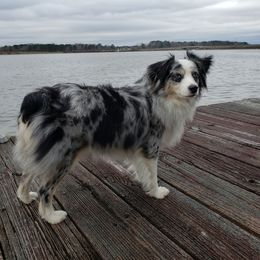 Bella - Toy Australian Shepherd