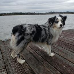 Bella - Toy Australian Shepherd
