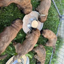 Soft Coated Wheaten Terrier Puppies from Wagging Wheatens