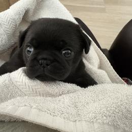 Pug Puppies from Jacobson’s Sassy Pugs