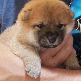 Shiba Inu Puppies from Tanitaki Shibas