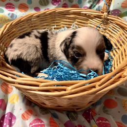 Boy 1 - Blue merle male Miniature Australian Shepherd puppy in Port Saint Lucie, Florida from Charlene Brannon's Mini Australian Shepherds