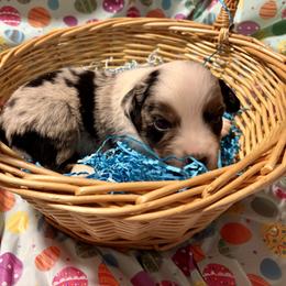 Boy 1 - Blue merle male Miniature Australian Shepherd puppy in Port Saint Lucie, Florida from Charlene Brannon's Mini Australian Shepherds