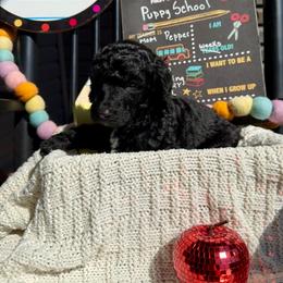 Blue - Silver male Poodle puppy in Camdenton, Missouri from Silver Lining Poodles