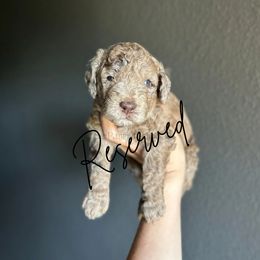 Simon - Merle male Goldendoodle puppy in Aubrey, Texas from The Parrish Doods