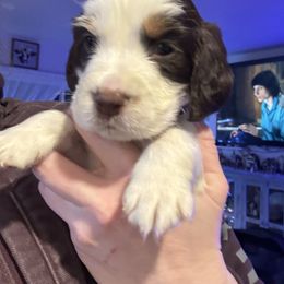 Black collar GRAPES - Liver white and tan male English Springer Spaniel puppy in Elma, Washington from McCartney Springer’s