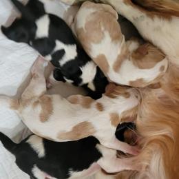Cavalier King Charles Spaniel puppies from Southern Edge Kennel