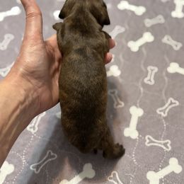Minnie - Brindle female Dachshund puppy in Raeford, North Carolina from Army of Dachshunds