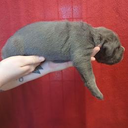 Baby girl - Gray female Cane Corso puppy in Los Lunas, New Mexico from Top Gun Kennels NM