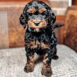 Marcia - Black female Australian Labradoodle puppy in Decatur, Alabama from Southern Meadows Doodles