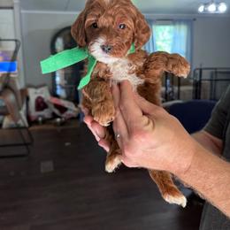 Green Boy- mini Goldendoodle - Red  male Goldendoodle puppy in Piedmont, South Carolina from The Farm at Saluda Ridge