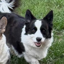 Zephyr - Cardigan Welsh Corgi