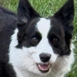 Zephyr - Cardigan Welsh Corgi