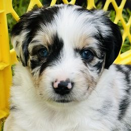 Girl 2 - Blue merle Miniature Australian Shepherd puppy in Ocoee, Florida from Cypress Grove Aussie