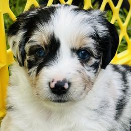 Girl 2 - Blue merle Miniature Australian Shepherd puppy in Ocoee, Florida from Cypress Grove Aussie