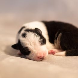 Border Collie Puppies from High Point Border Collies