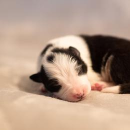 Border Collie Puppies from High Point Border Collies