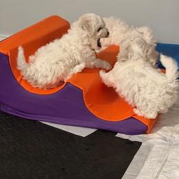 Bichon Frise Puppies from Amori's Royal Bichons