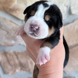 Purple - Black, white and red female Greater Swiss Mountain Dog puppy in Everett, Pennsylvania from Sweet Stream Swissies