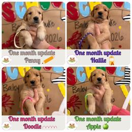 Back to school themed litter - Dark golden female Golden Retriever puppy in Belton, South Carolina from McAbee’s Golden Retrievers