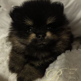 Pomeranian Puppies from Silver’s Reigning Heir Poms
