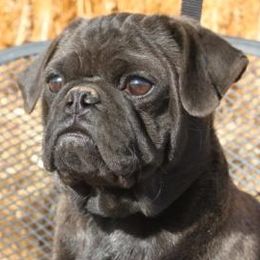Pugs from Paws In The Valley