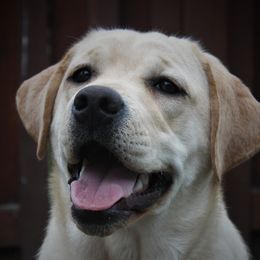 Dina - Labrador Retriever
