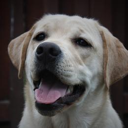 Dina - Labrador Retriever