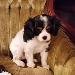 Cavalier King Charles Spaniel Puppies from Lockwood Cavaliers