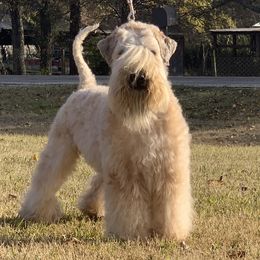 Topo - Soft Coated Wheaten Terrier