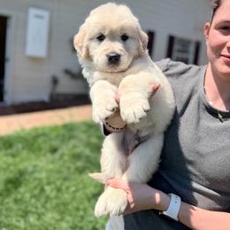 Talladega - Golden male Golden Retriever puppy in Warrenton, Virginia from Four Lochs LLC