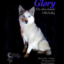Glory - Pomsky