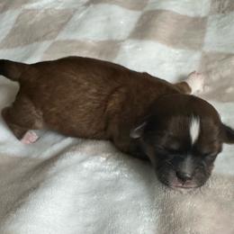 Red Female - Red and white female Shihpoo puppy in Asheboro, North Carolina from Southern Bred Pups